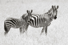 12_Zebras_MM6-0024